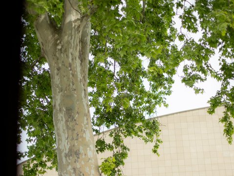 Großer Baum mit dichtem grünen Blätterdach im Außenbereich der Beethovenhalle