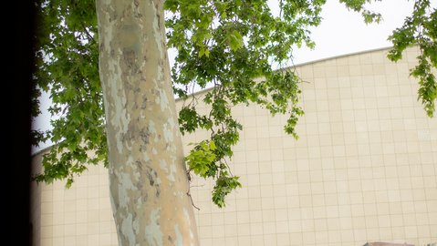 Großer Baum mit dichtem grünen Blätterdach im Außenbereich der Beethovenhalle